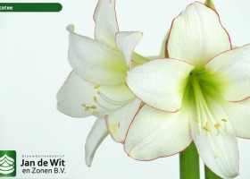 hippeastrum Picotee (3)